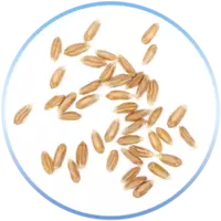 Spelt