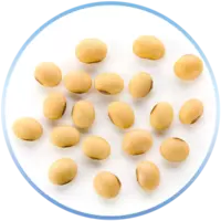 Soybean